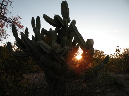 cactus et soleil.JPG